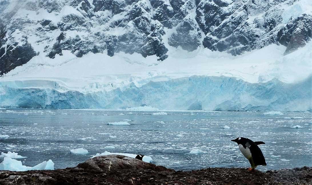 Pinguins e iiceberg podem ser vistos em viagem à Antártica