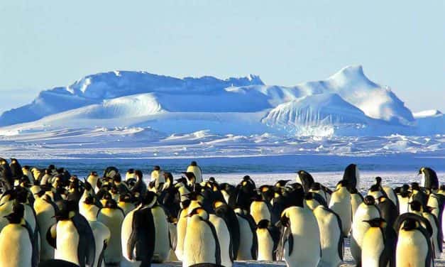Viagem à Antártida: uma aventura inesquecível