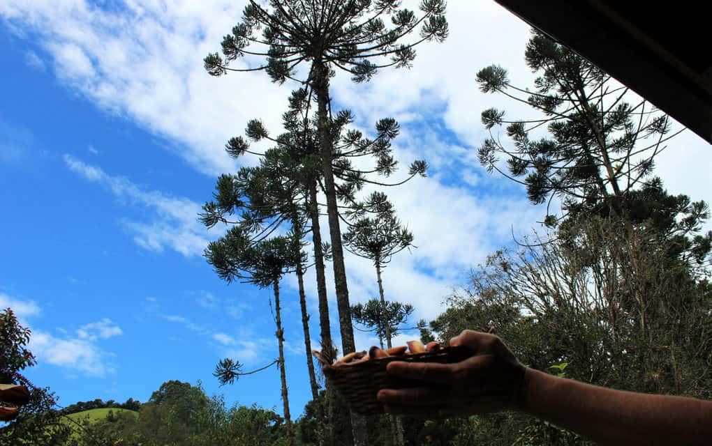 Visconde de Mauá: aproveite a 25ª Temporada do Pinhão