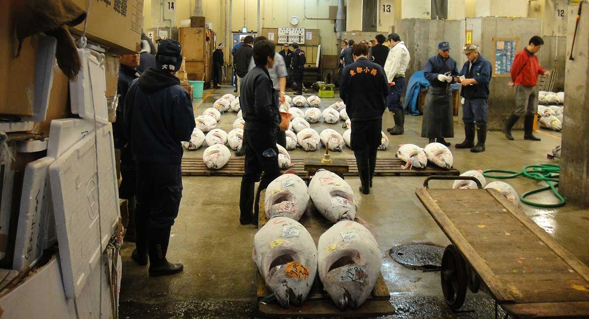 japão mercado-de-peixe, leilão de atum, tóquio, foto patricia lamounier